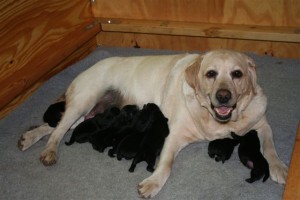 Gracie pups Lewis